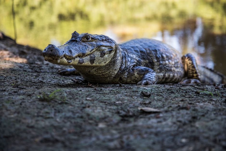 Ecoturismo Brasil — A caiman quietly rests on the shore by the water in Santa Cruz, Bolivia.