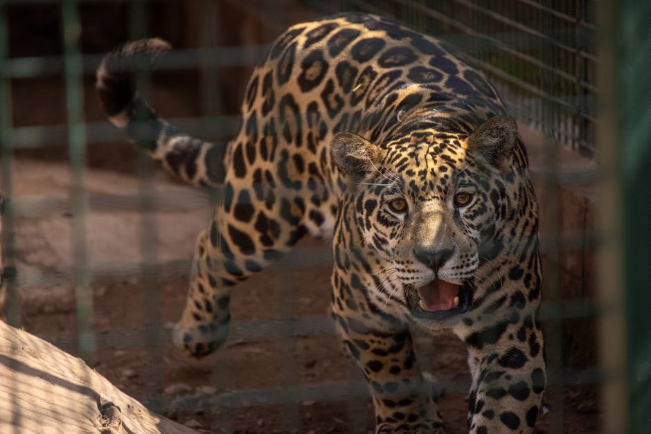 Ecoturismo Brasil — Close-up of a jaguar in an enclosure, showcasing its striking spotted coat.